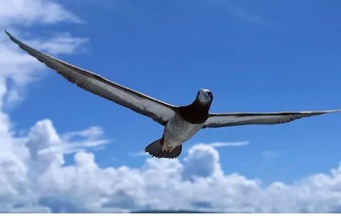 High flying bird
