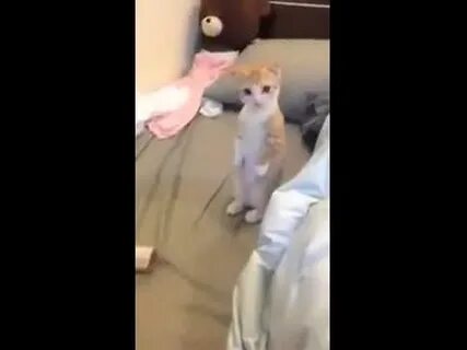Видео стоящего кота