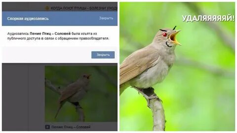 Голоса птиц текст