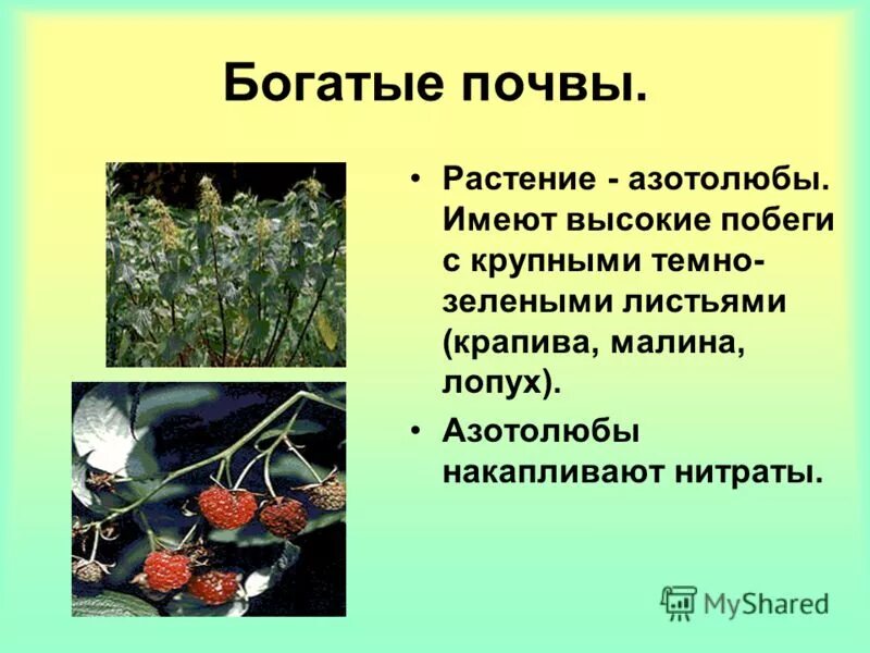 растения обогащающие почву. способствуют обогащению почвы азотом. растения обогащающие почву. растения которые обогащают почву. таблица посадки сидератов.