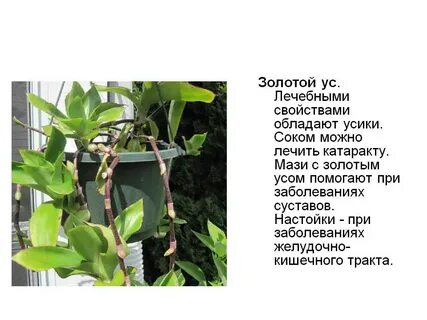 Золотой ус лечебные свойства и применение