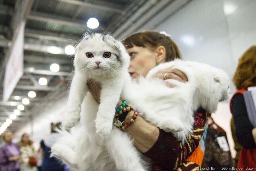 Выставка кошек иваново. Выставка кошек в зеленограде 2022. Выставка кошек ульяновск звезда. Выставка кошек благовещенск. Выставка кошек.