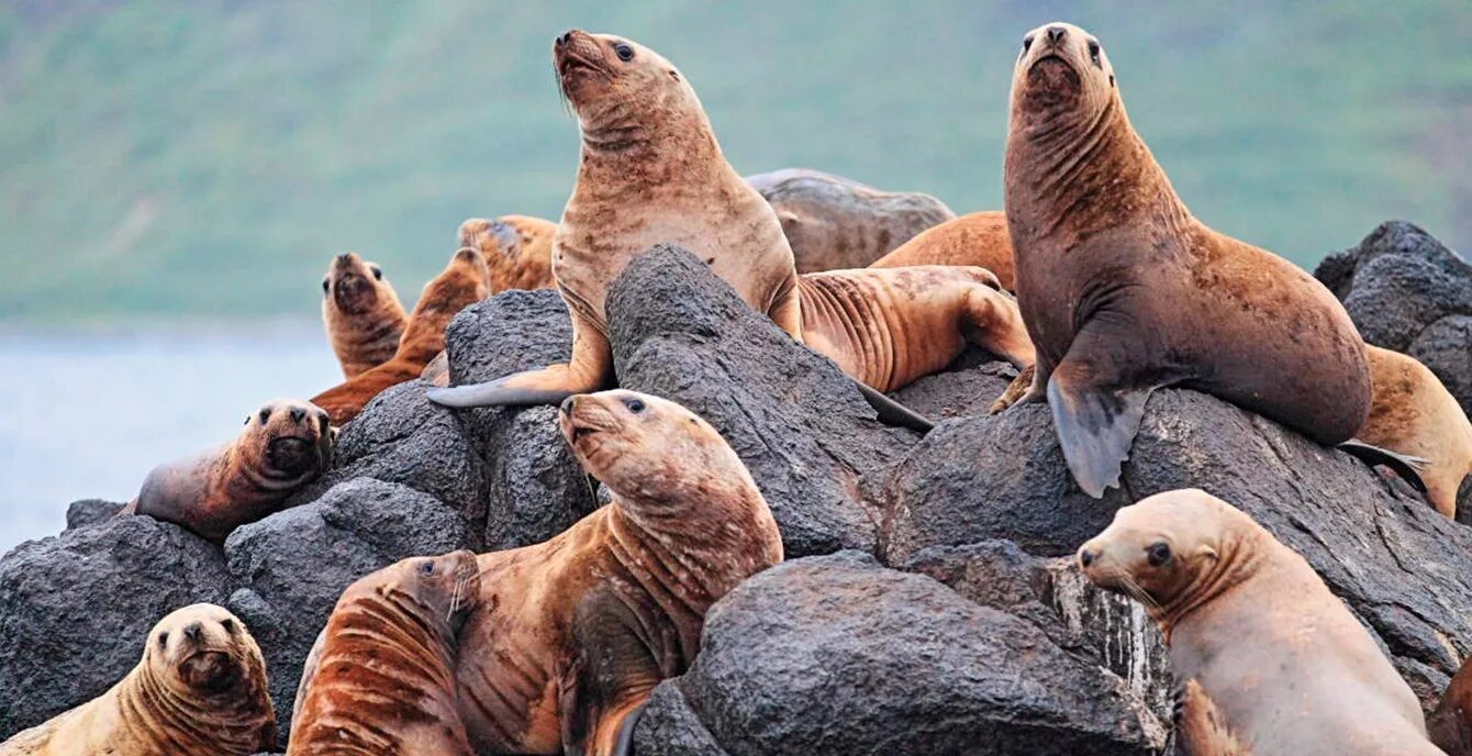 Остров тюлений сахалин. Остров тюлений сахалин сивучи. Остров тюлений сахалинская область. Кот курильский бобтейл. Курильский бобтейл крысы.