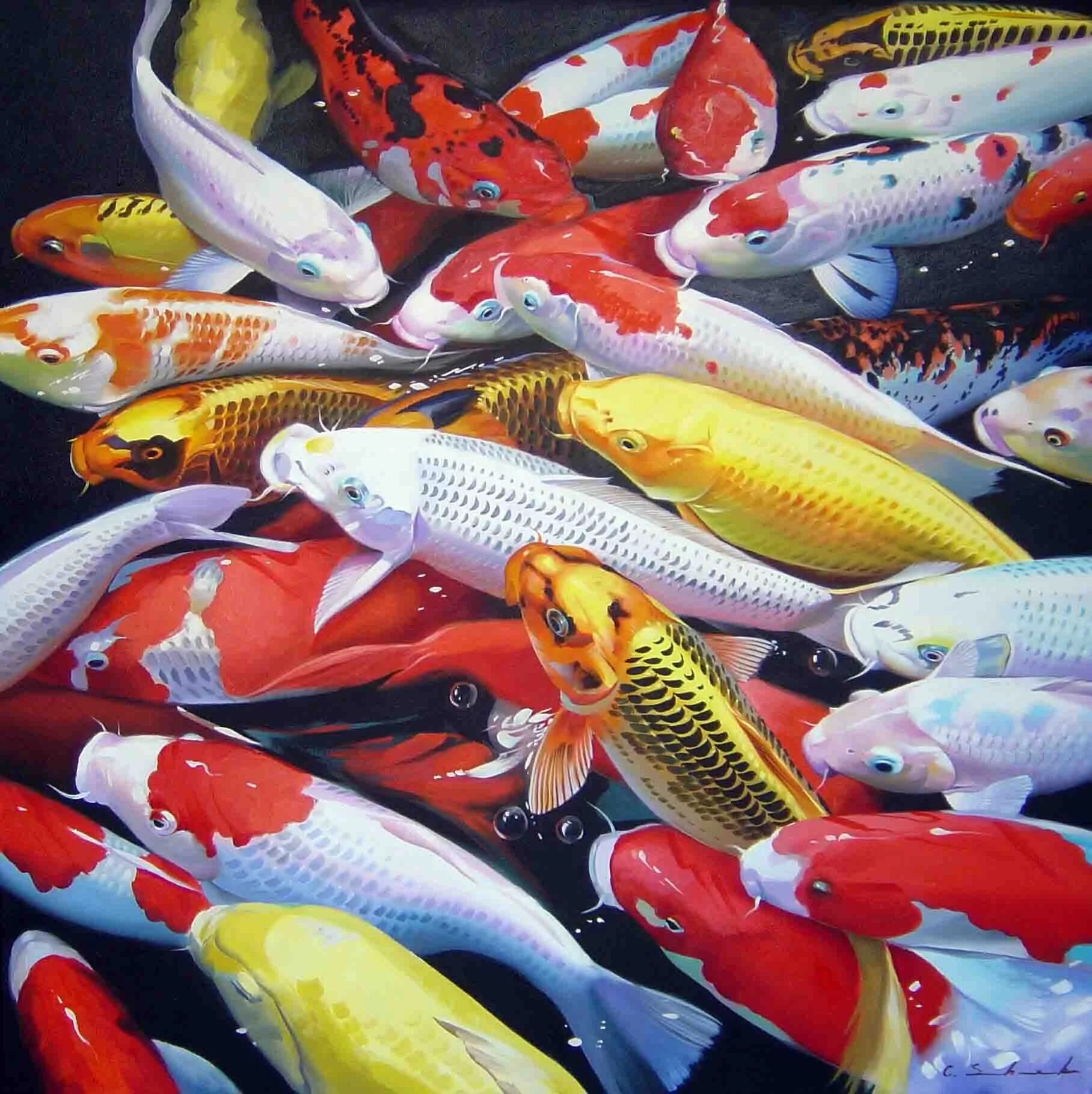 Китайский карп кои. Кои 5. Кои фиш малек. Карп кои ассорти. Карп кои вуалевый.