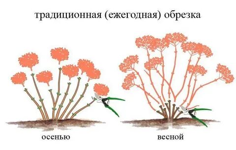 Как обрезать древовидную гортензию