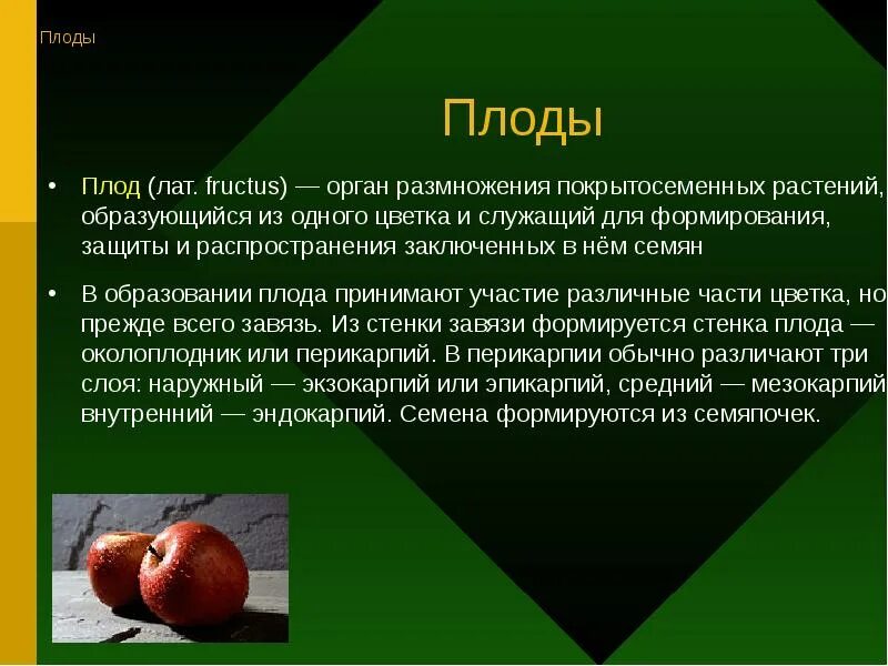 Орган который впоследствии образуется плоды с семенами. В образование плода учавствуют. Как образуется плод. Как формируется плод растения. Как появляется плод у растений.