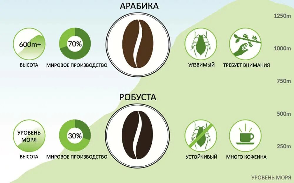 Арабика робуста вкус. Сорт кофе Робуста и Арабика отличия. Кофе в зернах Арабика и Робуста. Отличие зерен арабики от робусты. Сорта кофе в зернах Арабика и Робуста.