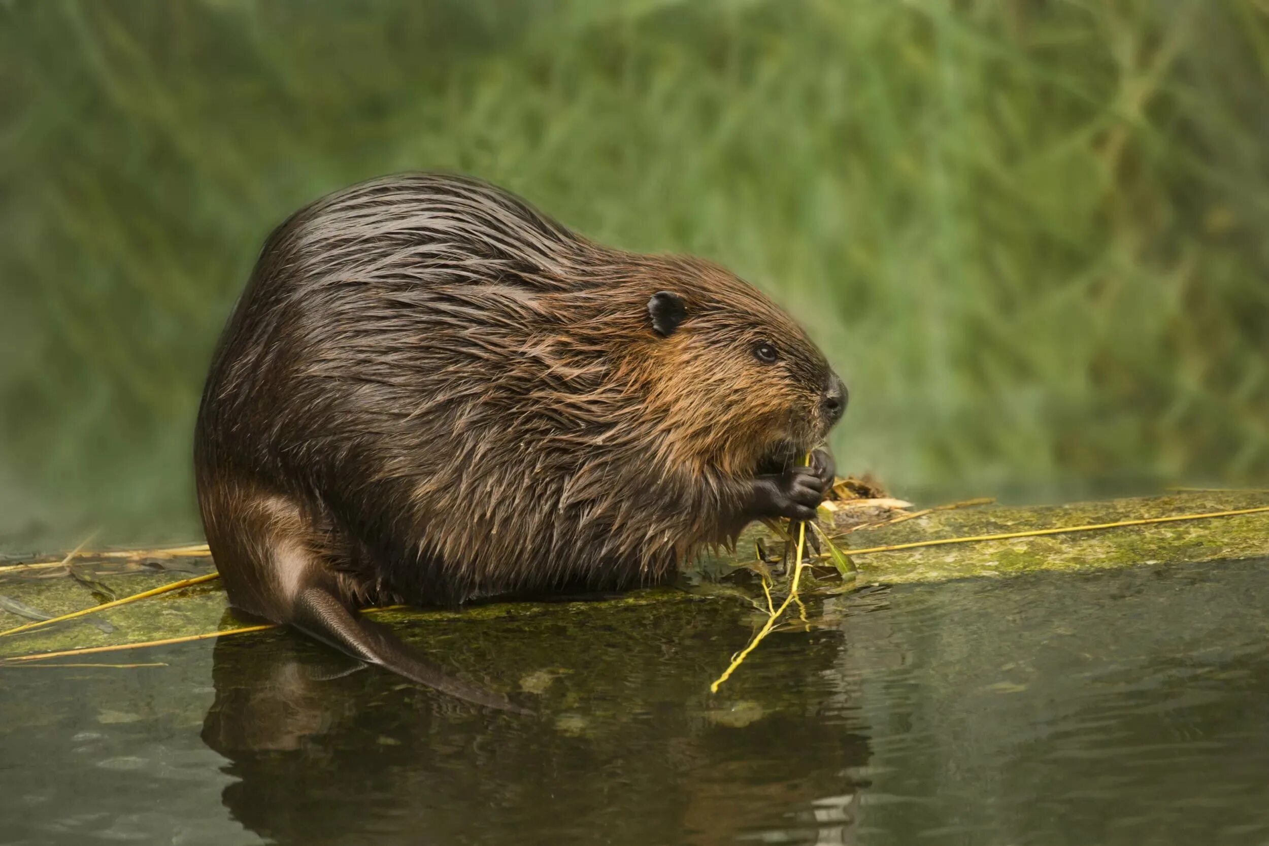 Речной Бобр. Бобр Речной обыкновенный. Канадский Бобр (Castor canadensis). Европейский Речной Бобр. Бобр на английском