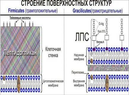 Грамотрицательные клеточная стенка
