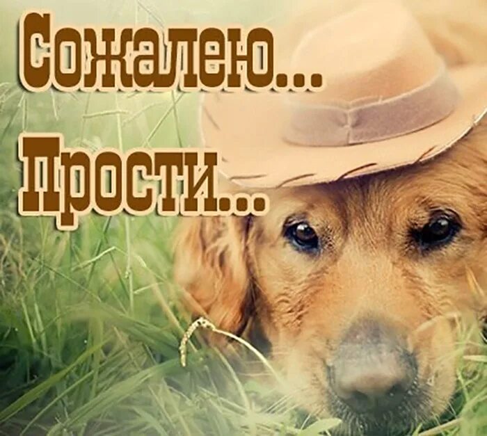 Картинка прости. Прости меня. Прости.... Открытки с извинениями. Открытка прости меня.