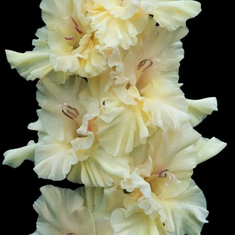 Сорт корнет. ). Томат санька 0,1 г (семена от ганичкиной). Фуксия f. Гладиолус сноуи фризл.