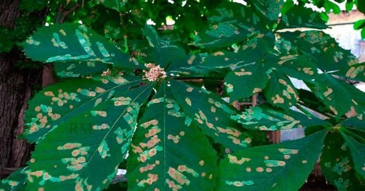 Каштан конский пятнистость. Болезни каштана конского. Болезни каштана. Бурая пятнистость каштана конского. Бурая пятнистость листьев каштана конского.