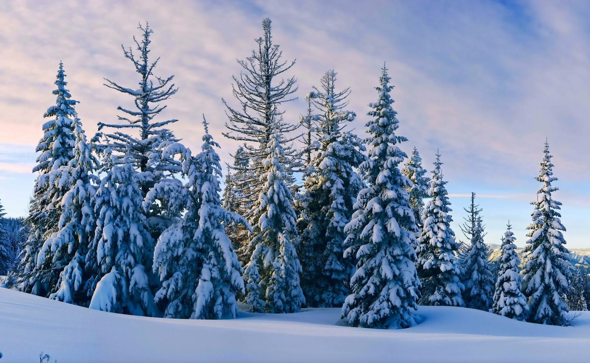 Ель в снегу. Зимний лес. Сказочный зимний лес. Ель зимой.