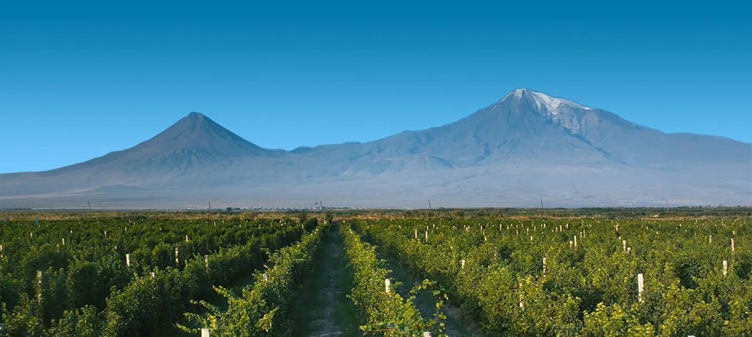 Вид на Арарат с винодельни