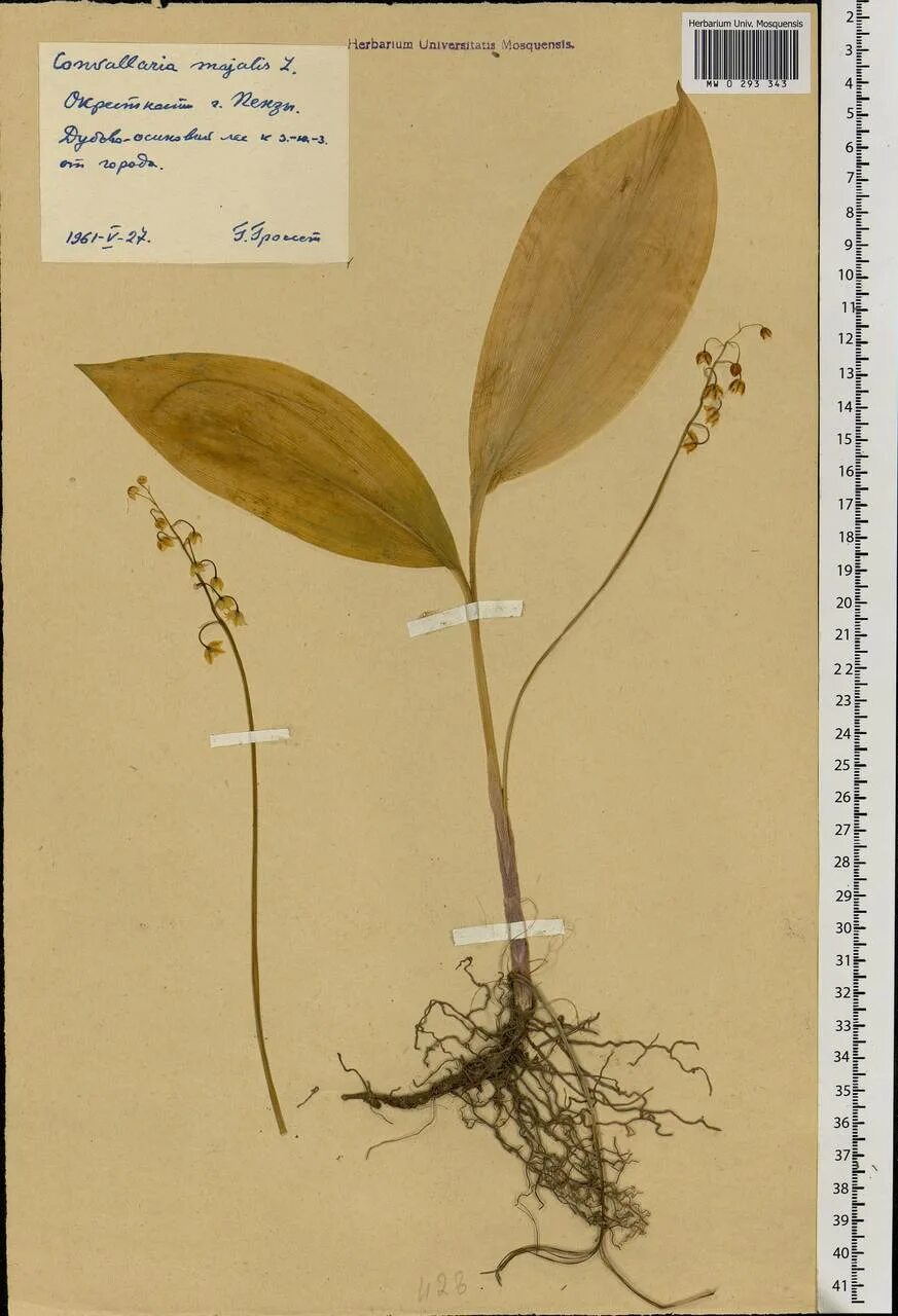 Корневая система ландыша. Гербарный экземпляр растения ландыша майского.