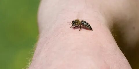 Укусила пчела оса