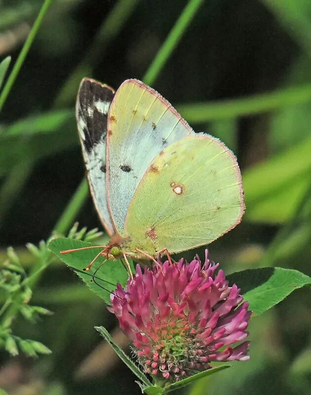 желтушка торфяниковая бабочка. желтушка бабочка золотистая. картинку желтушка. бабочка желтушка. картинку желтушка.