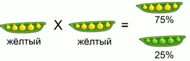 Грегор Мендель горох. Горох Мендель генетика. Грегор Мендель опыт с горохом. Опыт Менделя с горохом.