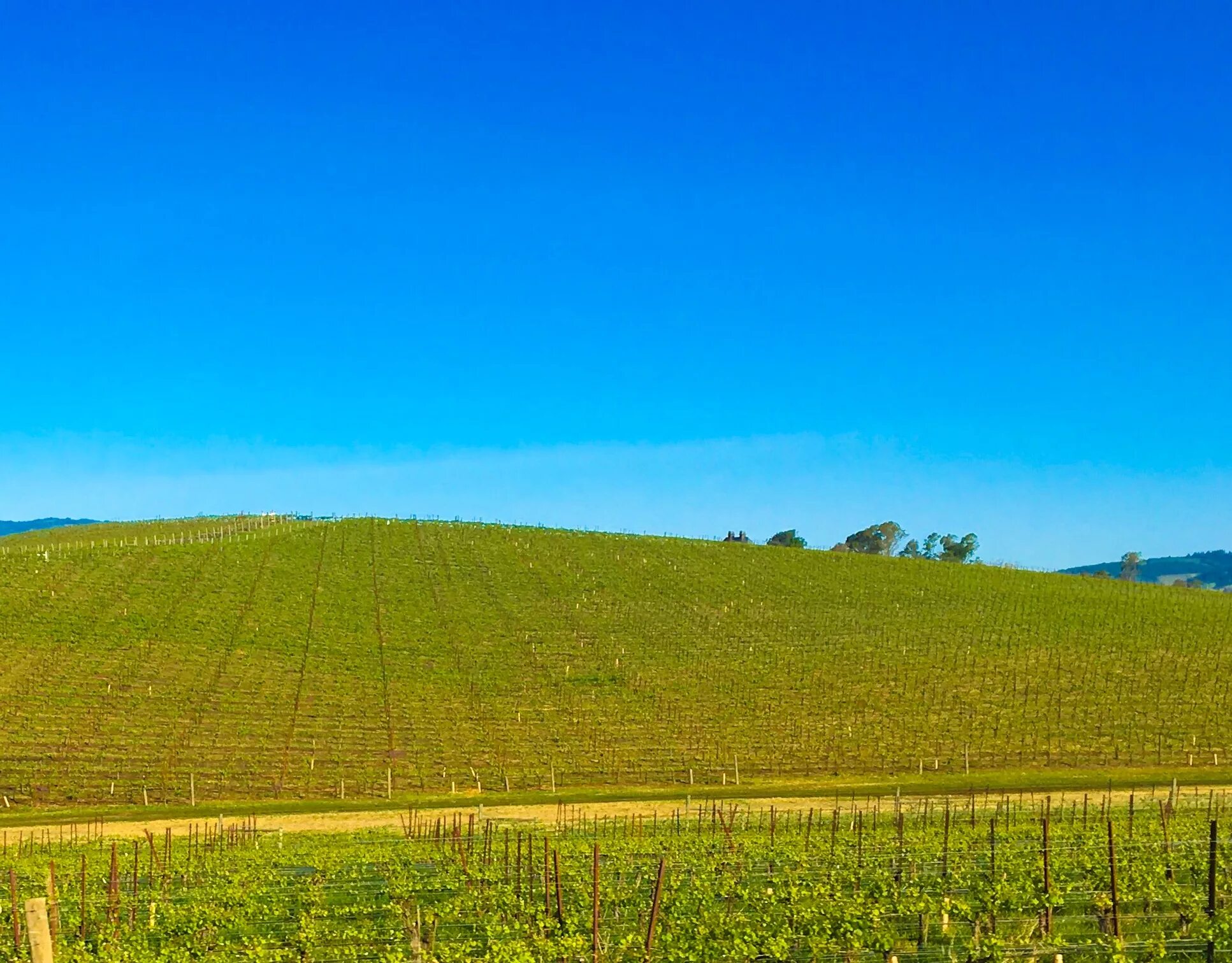 Сонома Калифорния безмятежность. Холмы виндовс. Холмы Windows XP.