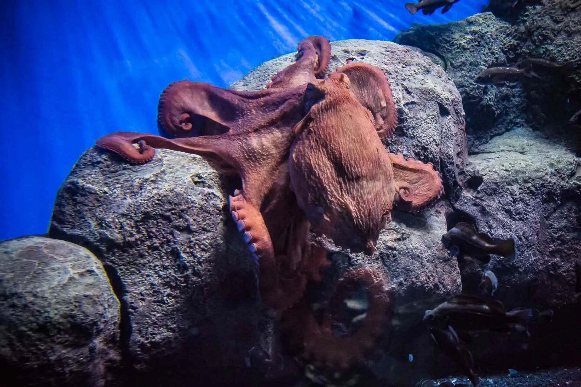 Гигантский осьминог Владивосток океанариум. Океанариум Владивосток Осьминоги. Гигантский осьминог. Осьминог в океанариуме.
