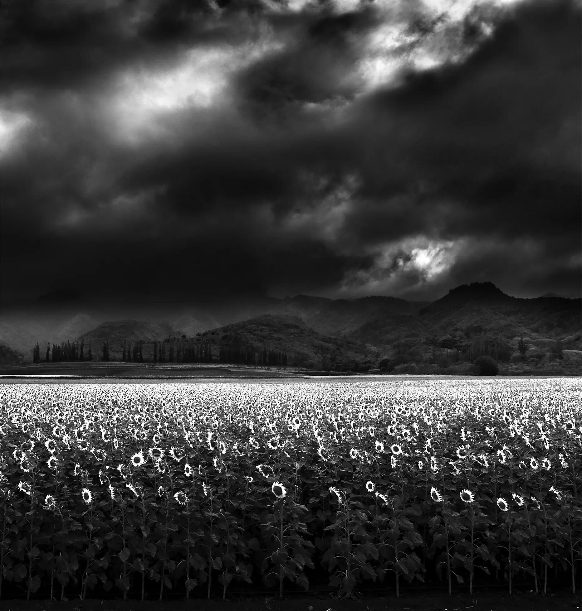 Сон черное поле. Поле черно белое. Поле черно белое. Берсерк чб. Мрачное поле.