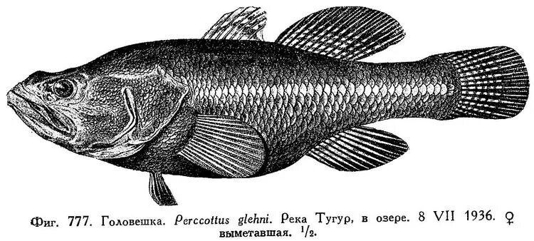 головешка сканворд 5 букв