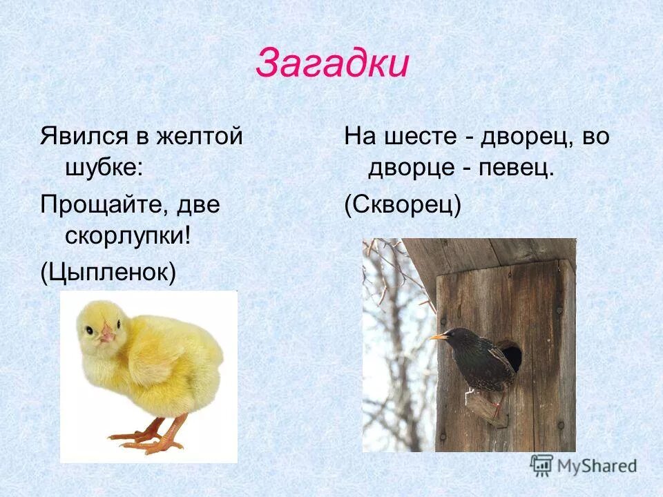 явился в желтой шубке прощайте две скорлупки. клохчет квохчет детей созывает. явился в жёлтой шубке: -прощайте, две скорлупки! (цыпленок). загадка явился в желтой шубке прощайте 2 скорлупки. явился в желтой шубке прощайте две скорлупки.