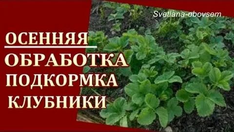 Для клубники от вредителей и болезней осенью