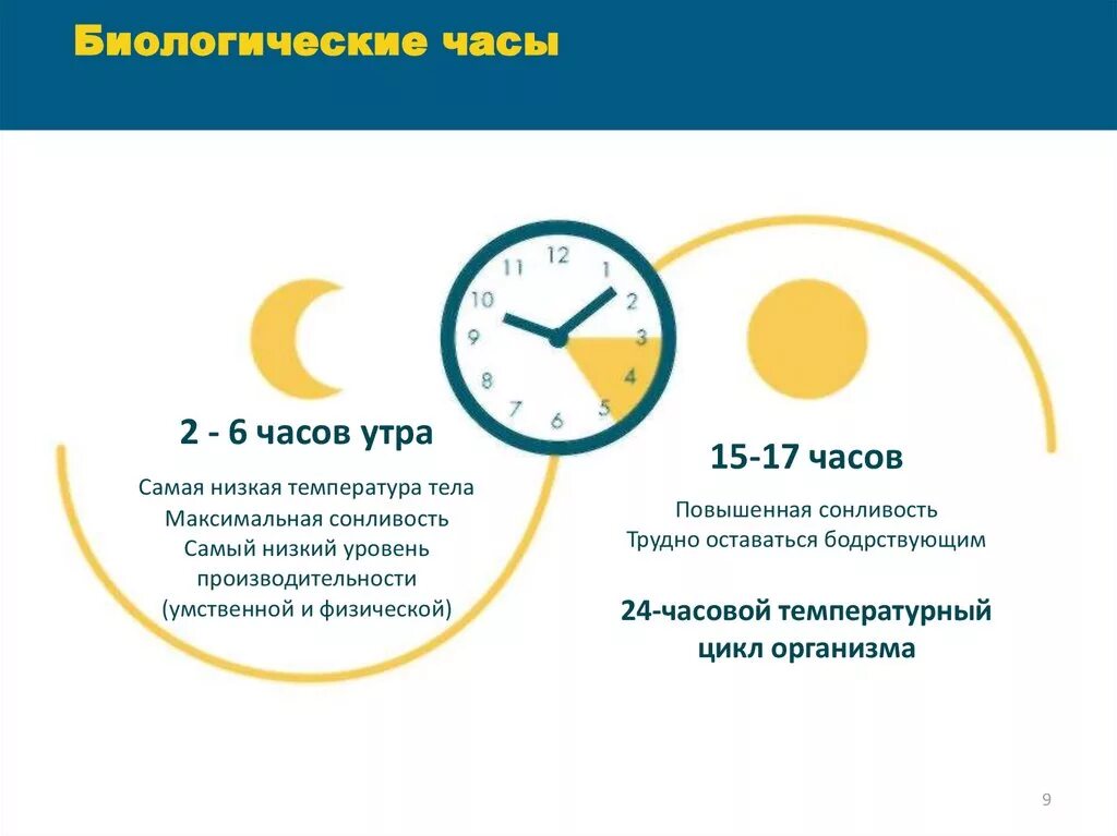 Время отдыха организма. Биологические часы. Биологические часы организма. Биологические часы организма человека по часам. Биологические часы сна для человека.