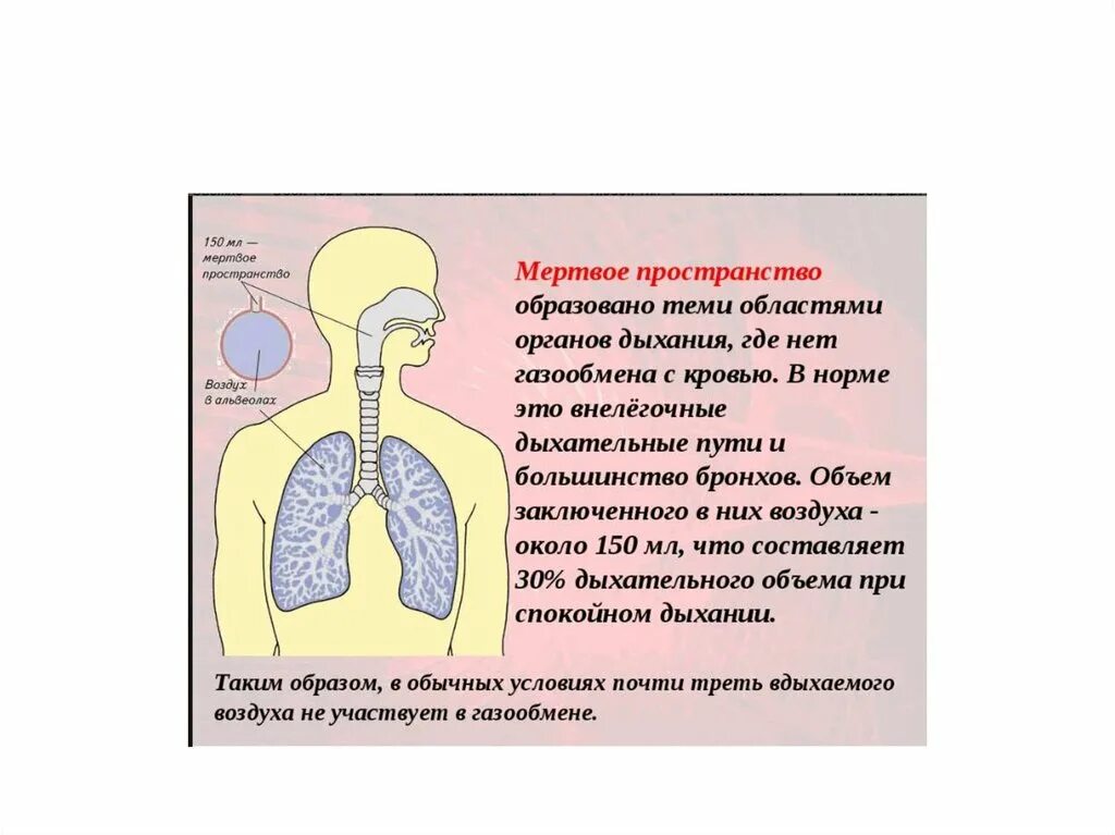 Схема дыхательной системы. Этапы дыхания. Путь движения воздуха по дыхательной системе. Путь прохождения воздуха в дыхательной системе. Дыхательным воздухом называют