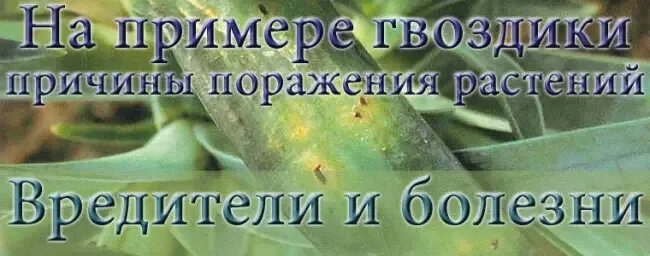 Болезни и вредители гвоздики. Болезни турецкой гвоздики. Гвоздика турецкая болезни и вредители. Турецкая гвоздика заболевания. Болезни гвоздик