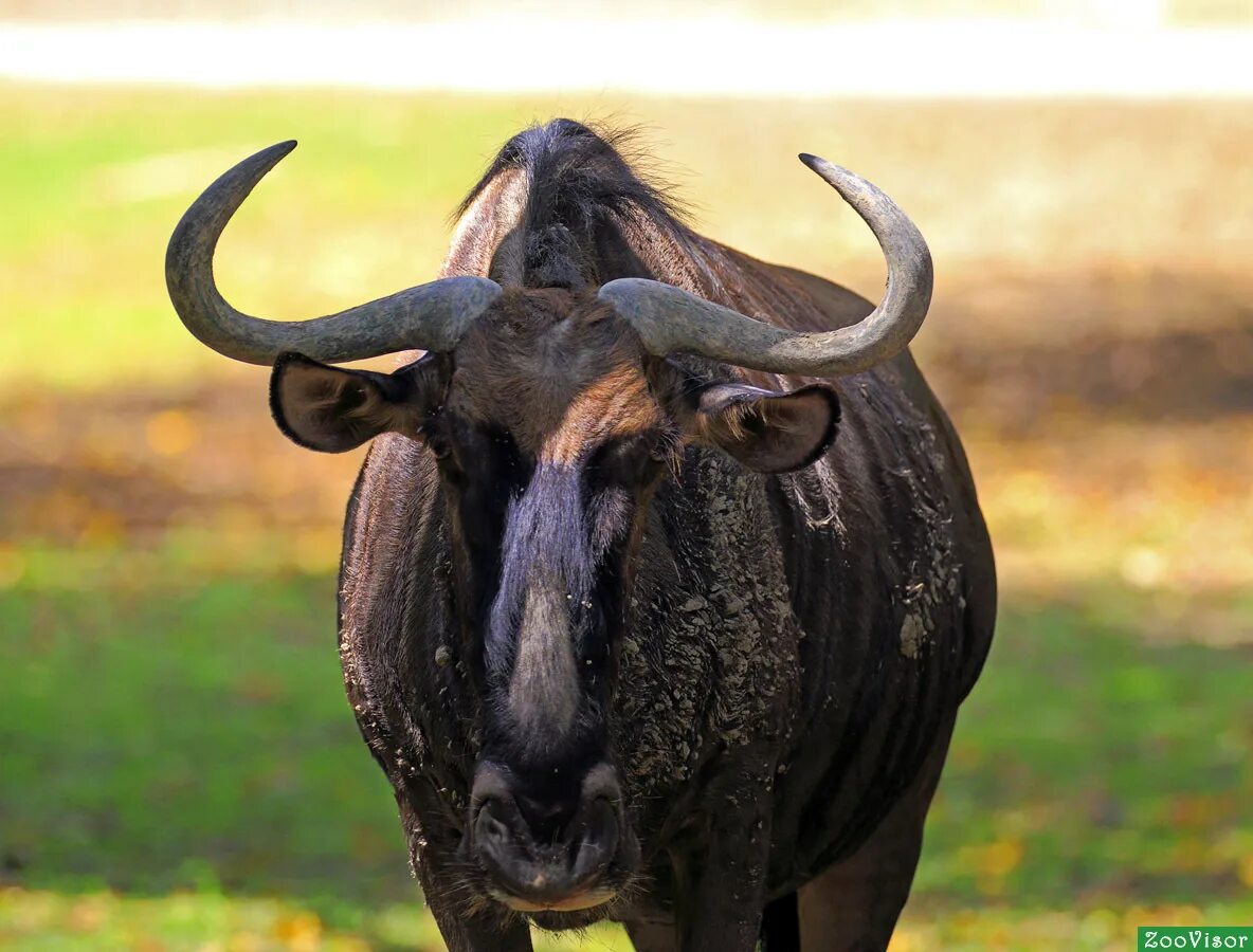 Голубой гну. Ну гну. Ну баранки гну. Антилопа гну. Белохвостый гну.