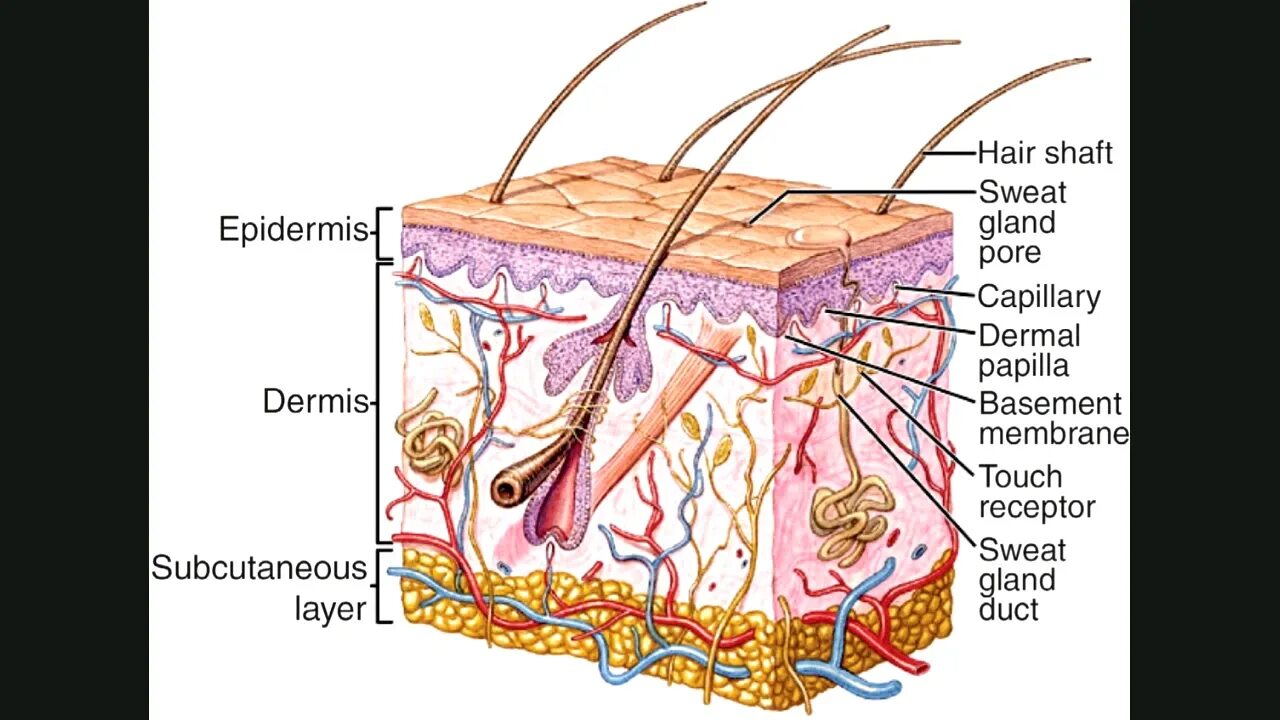 Skin structure. Skin structure and functions. Epidermis structure. Skin layer structure. Some type of skin