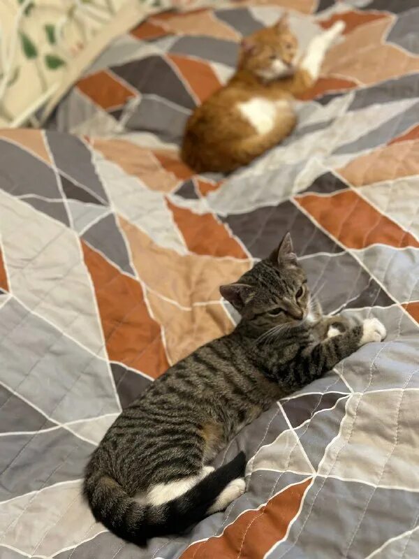 друзья кота коржика. друзья кота коржика. друзья кота коржика. друзья кота коржика. друзья кота коржика.