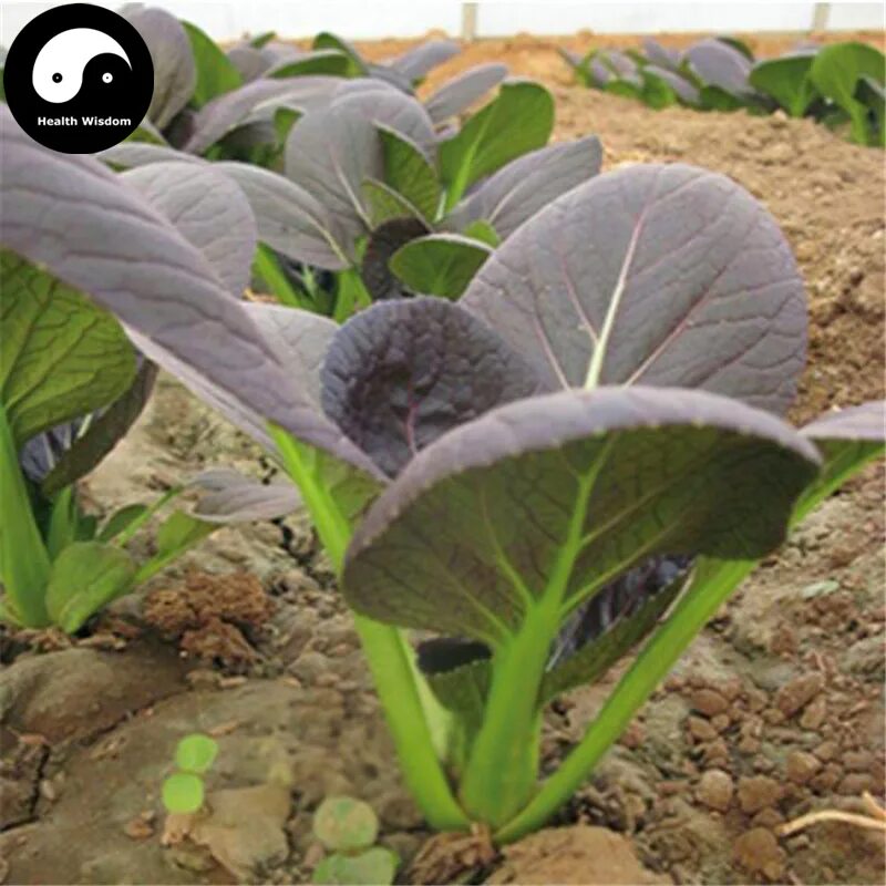 У листьев капусты фиолетовые листья. Лист brassica chinensis. капуста с сиреневыми листьями. капуста с фиолетовыми листьями. китайская капуста фиолетовая.