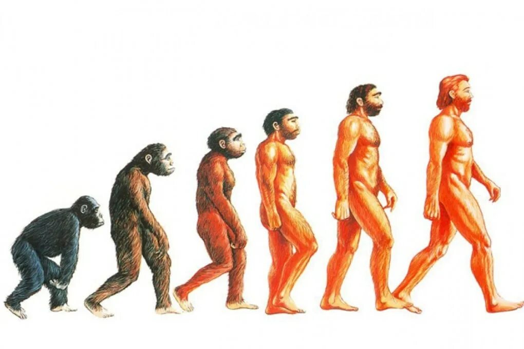 Питекантроп. Самка австралопитека люси. Звено между человеком и обезьяной. Обезьянолюди. Австралопитек южная обезьяна.