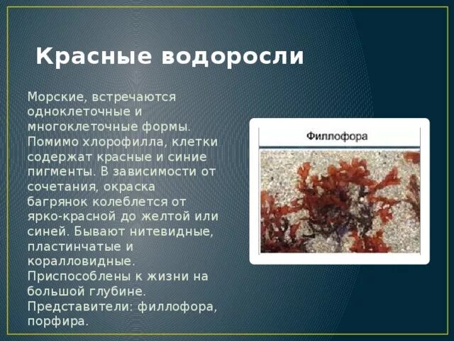 Презентация красные водоросли багрянки. Сообщение о красных водорослях. Презентация на тему красные водоросли. Одноклеточные красные водоросли.