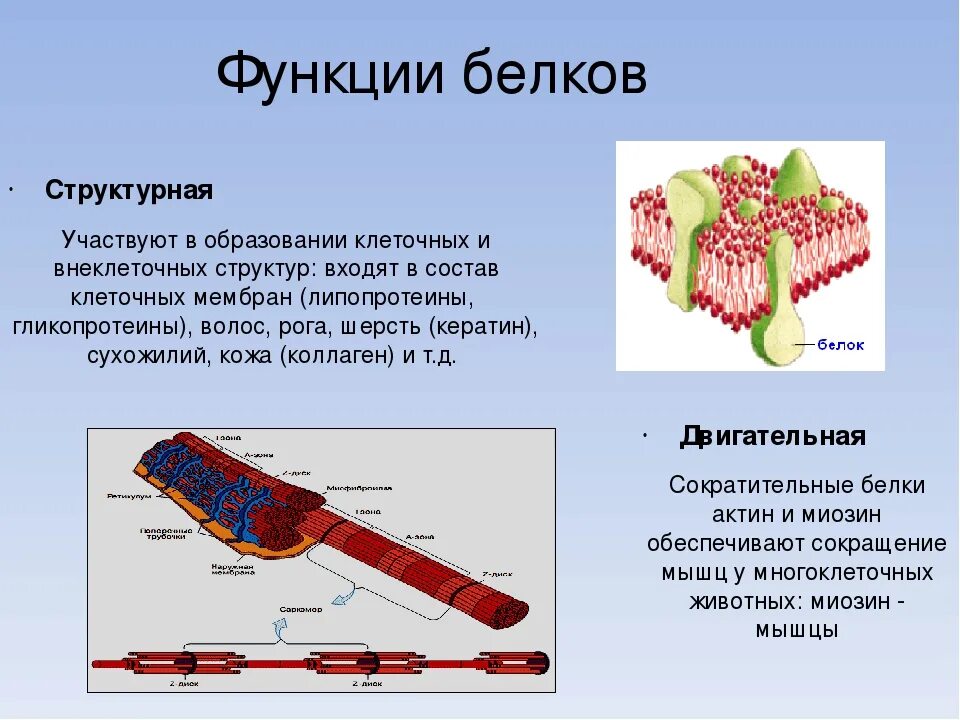 Название функций белка. Структурная роль белков. Структурная функция белка. Функции белков. Функции белков кратко.