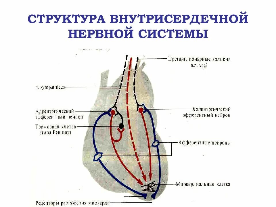 Внутрисердечные рефлекторные дуги. Внутрисердечные рефлексы. Внутрисердечные периферические рефлексы. Внутрисердечные периферические рефлексы схема.