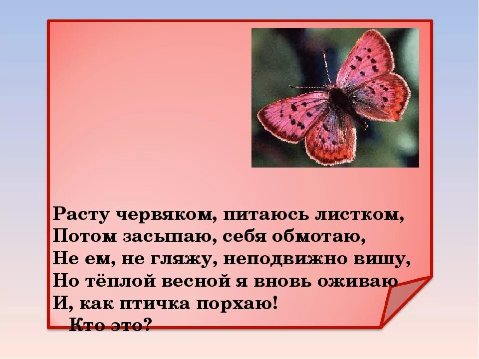 Сообщение первые бабочки 2 класс окружающий мир. Сообщение о бабочке. Презентация на тему бабочки. Доклад про бабочку. Интересные сообщения о бабочках.