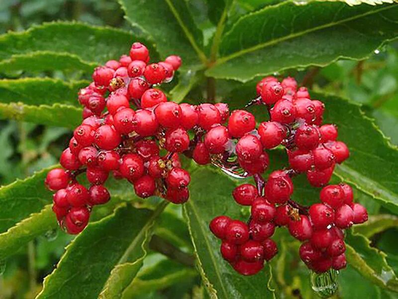 Бузина обыкновенная (sambucus racemosa). Едят ли бузину красную. Бузина красная sambucus. Бузина кистевидная. Бузина ядовитое растение.
