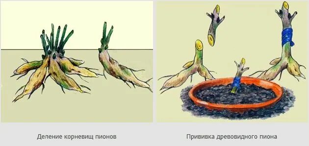 Деление корневища. Черенкование древовидного пиона. Корневище древовидного пиона. Прививка древовидного пиона на травянистый. Схема посадки древовидного пиона.