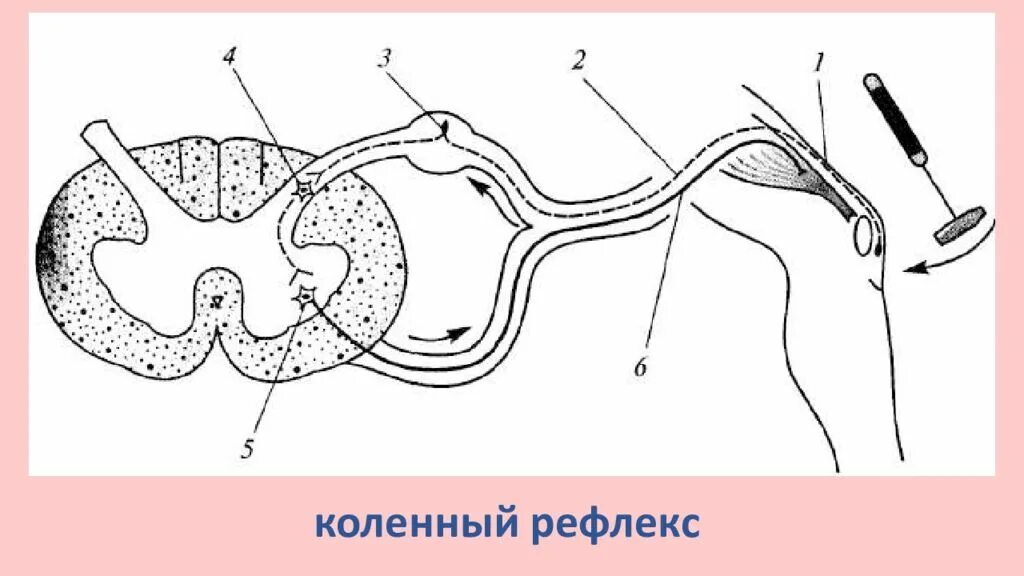 Схема рефлекторной дуги коленного рефлекса. Отделы рефлекторной дуги коленного рефлекса. Рефлекторная дуга коленного рефлекса. Дуга коленного рефлекса схема.