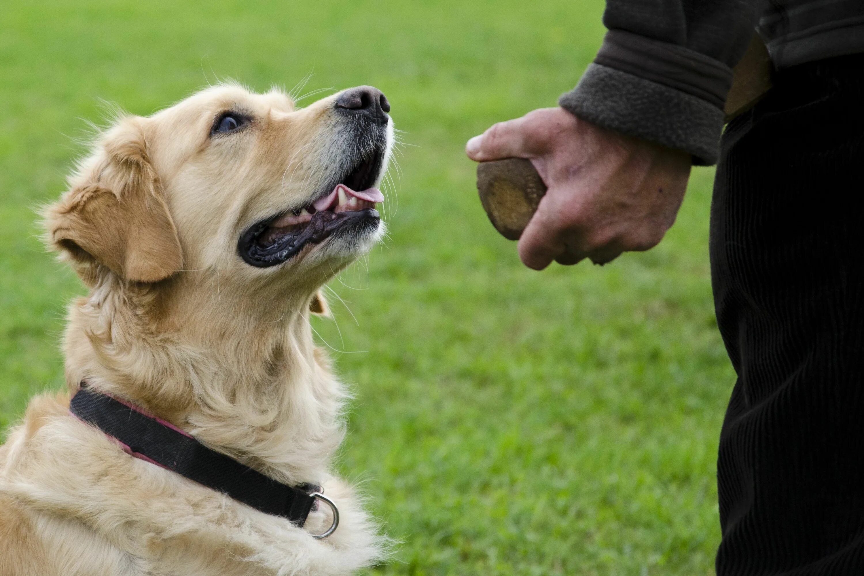 Олд. Дрессировка собак. Лабрадор и бассет хаунд. Пожилая собака. Join dogs.