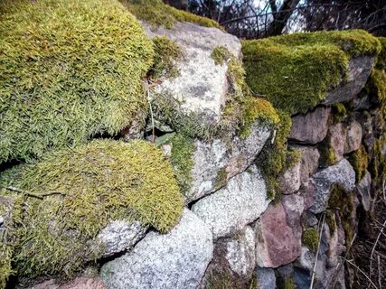 Moss rocks