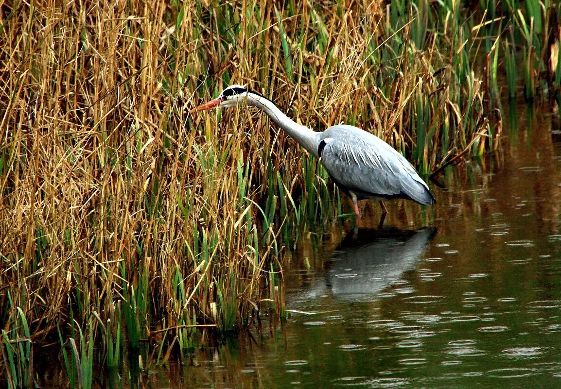 цапля центр авторской. серая цапля якутия. кованная цапля. белая цапля россия. серая цапля байкал.