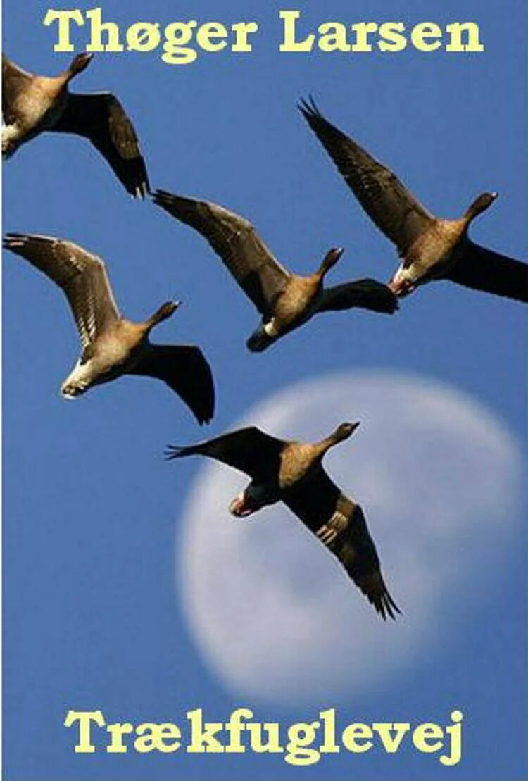 Прилет птиц весной. Какие птицы прилетают с юга. Стайка птиц. Приходит время с юга птицы прилетают картинки. Птицы которые прилетают с юга.