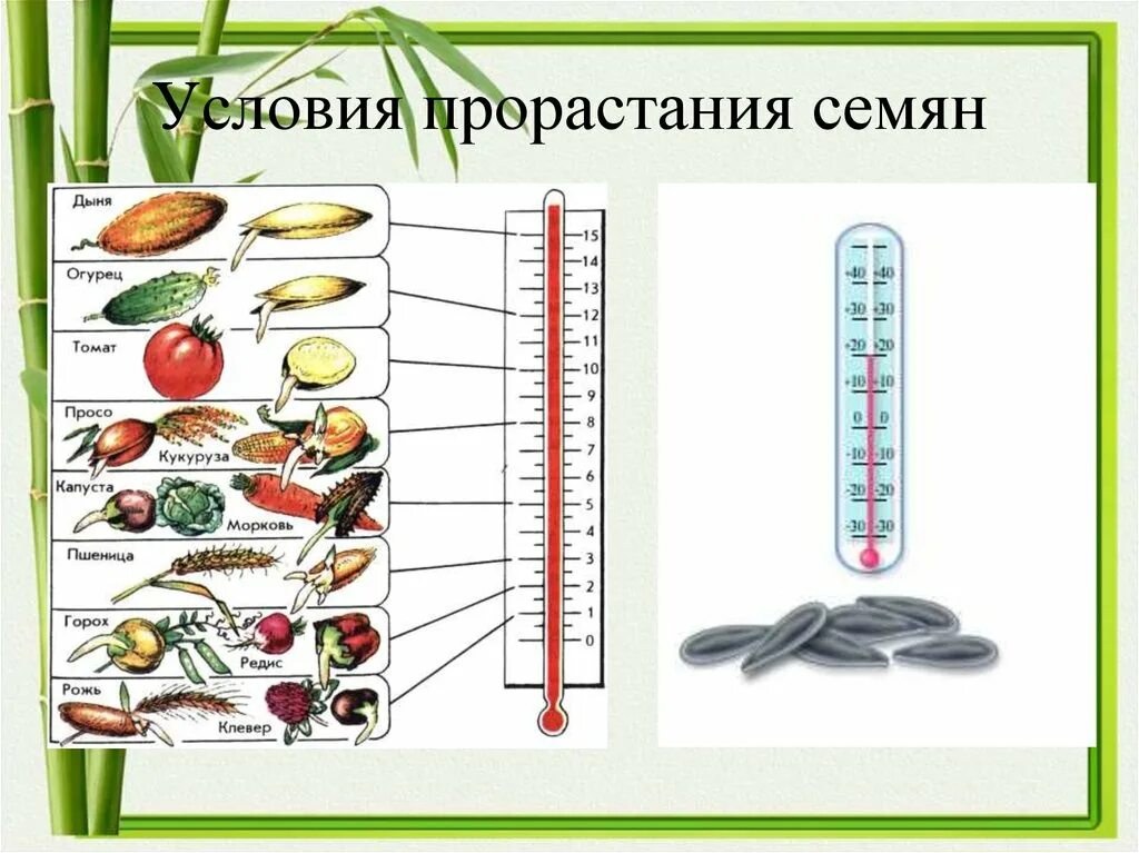 Презентация прорастание семян 6 класс пасечник. Условия прорастания семян. Факторы прорастания семян. Условия прорастания семян схема. Прорастание семян биология.