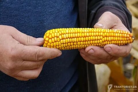 Кукуруза самая