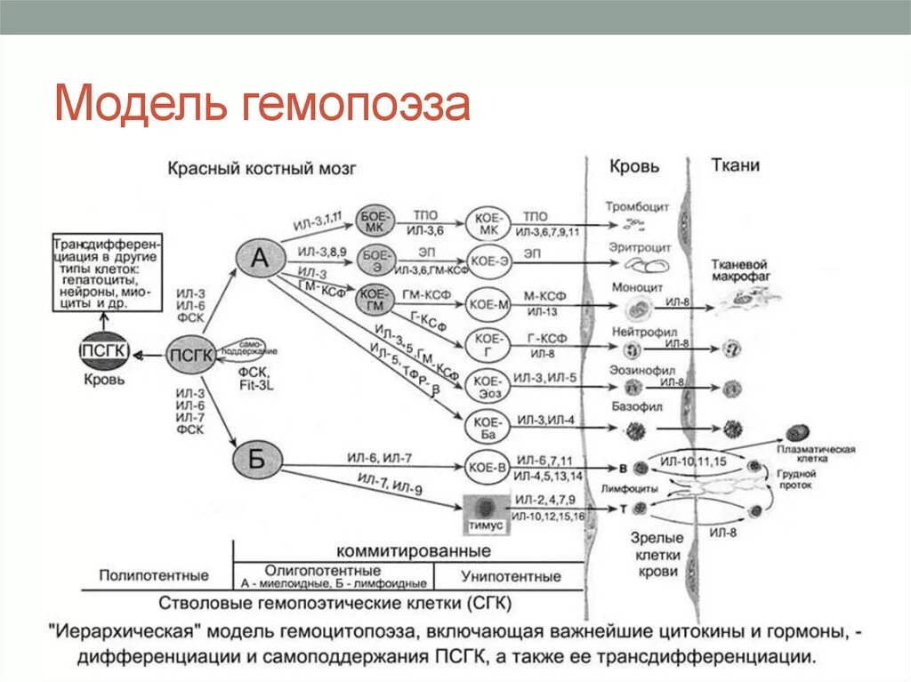 Гемопоэз человека. Схема кроветворения в Красном костном мозге. Схема гемопоэза гистология. Гемопоэз в Красном костном мозге. Гемопоэз в Красном костном мозге схема.